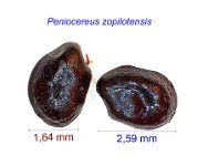 Peniocereus zopilotensis JM.jpg